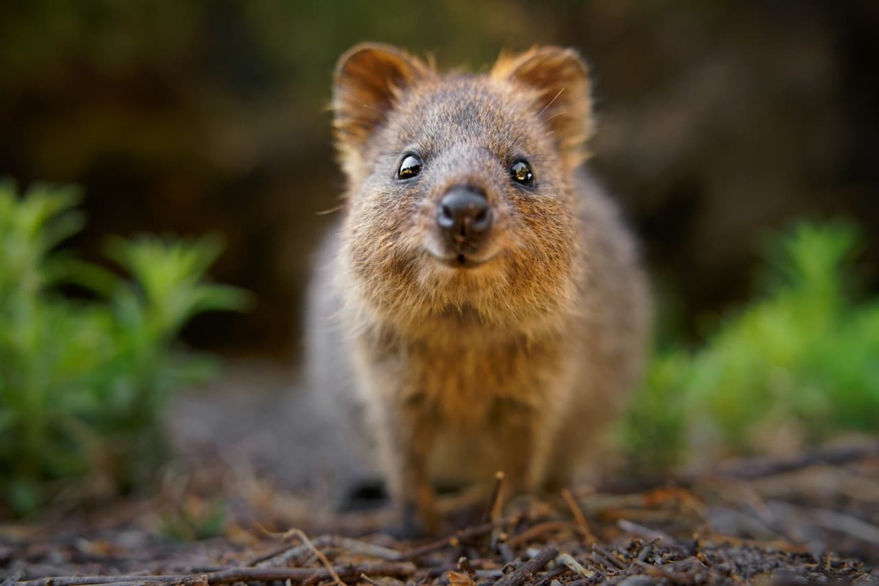 Currumbin Wildlife Sanctuary Gold Coast Ticket - image 6