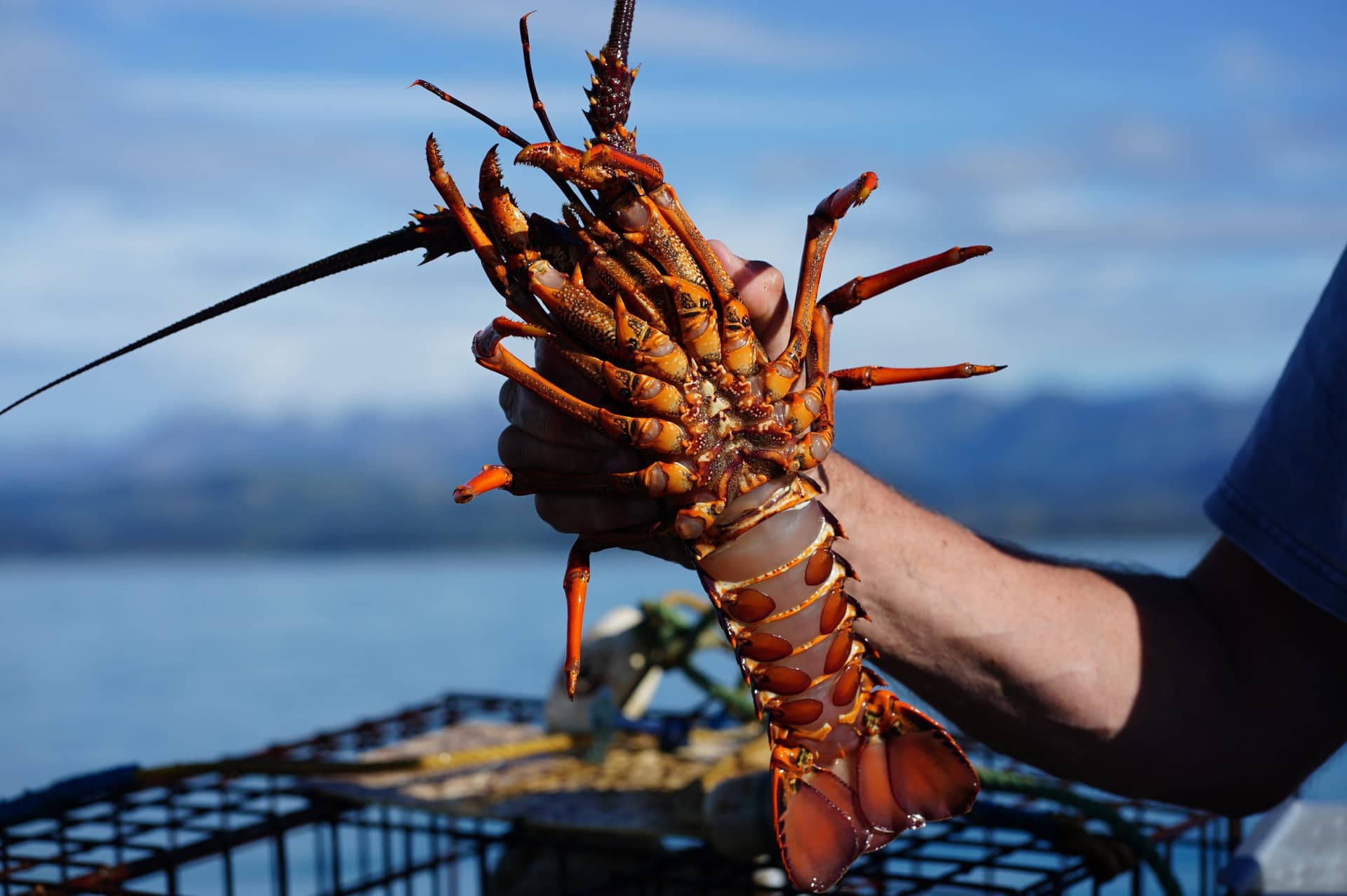 Fishing and Crayfish Trip from Kaikoura - image 5